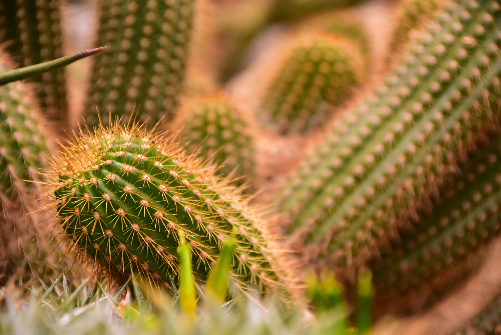 Münster Botanischer Garten Mai 2019 