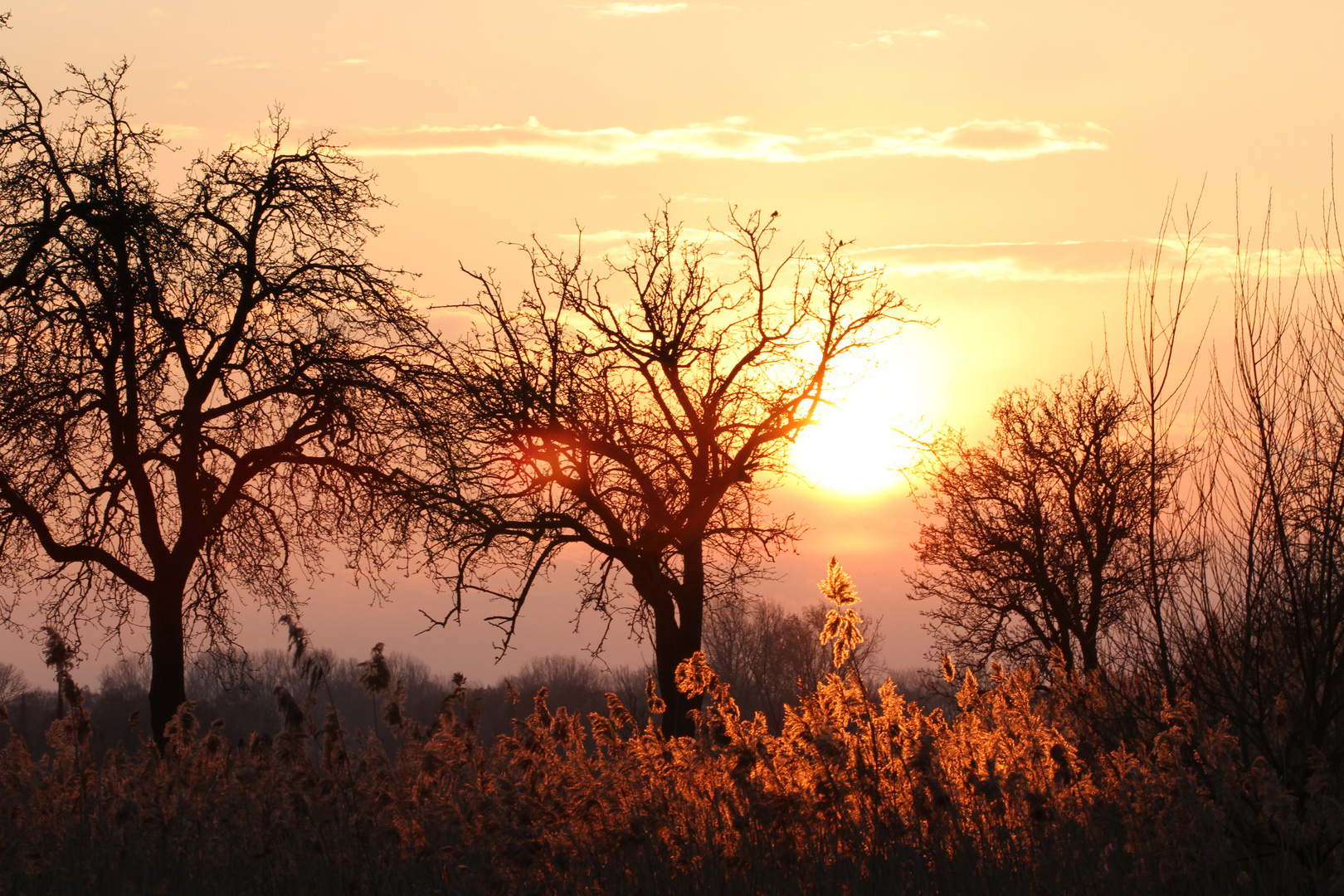 Münster, Rieselfelder, Sonnenuntergang