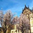 Münster - St. Paulus Dom - Winteransicht