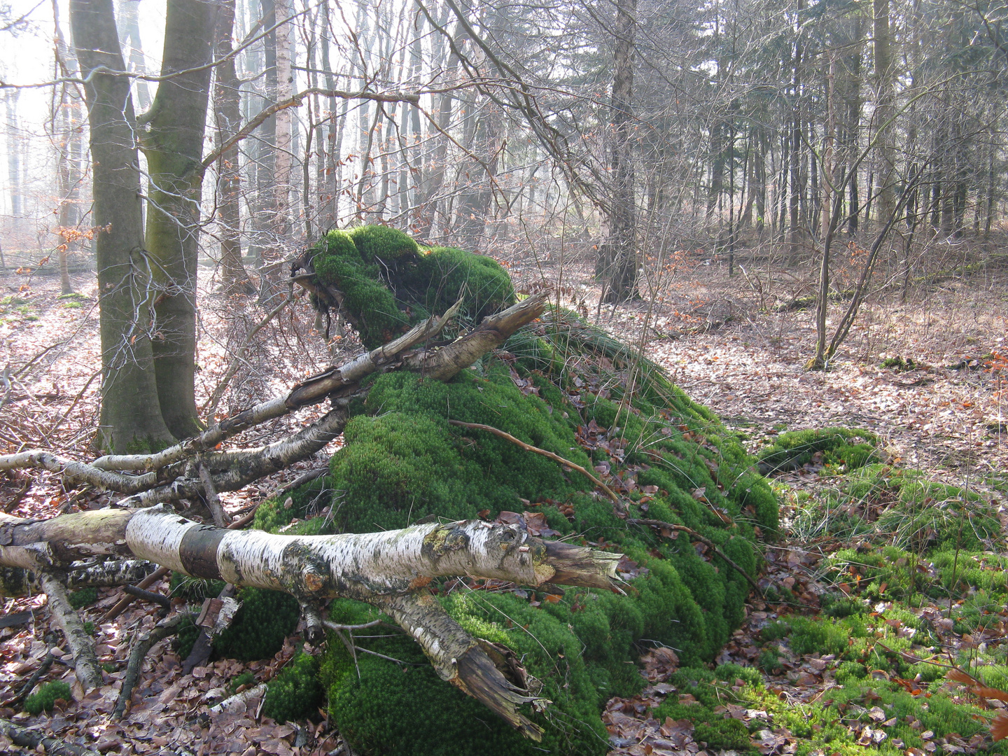 Münster Wolbeck im Tiergarten