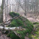 Münster Wolbeck im Tiergarten