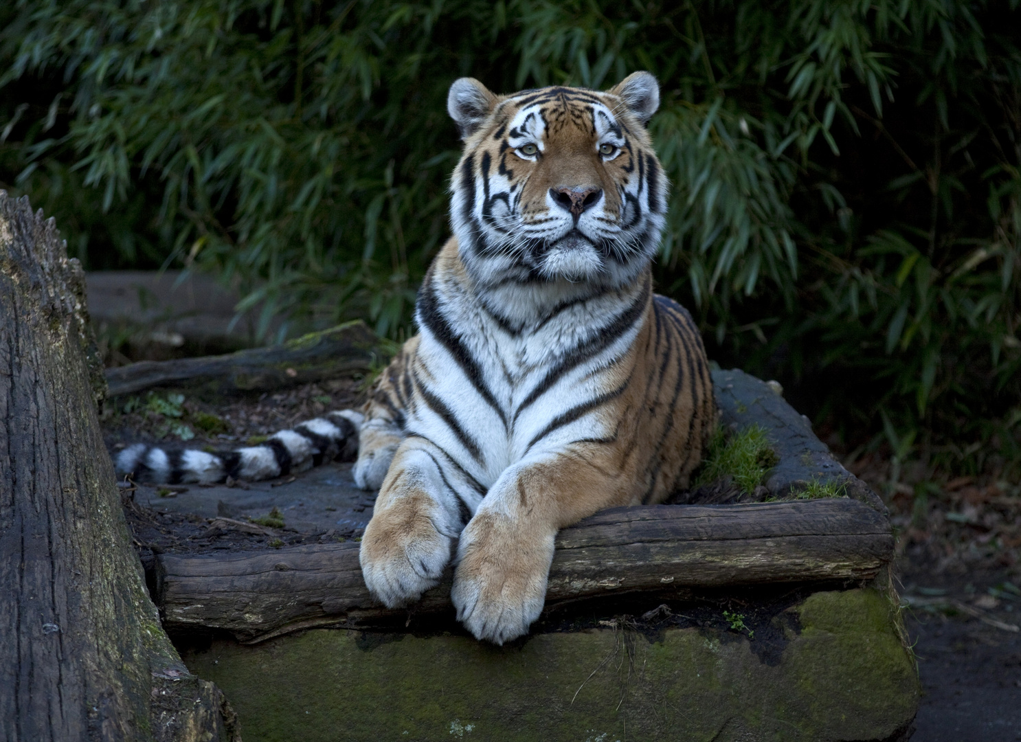 Münster Zoo