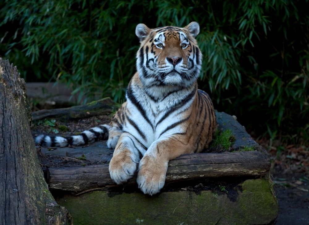 Münster Zoo