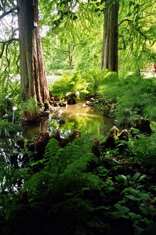 münsteraner Urwald