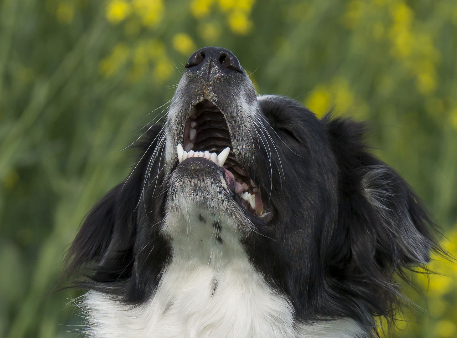 Münsterländer