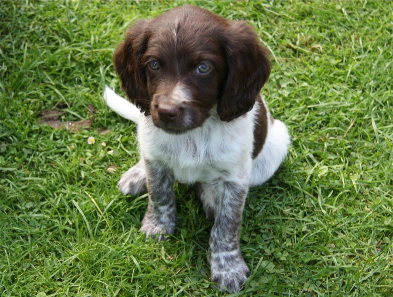 Münsterländer Babywelpe Foto & Bild tiere, haustiere, hunde Bilder