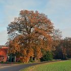 Münsterländer Idylle