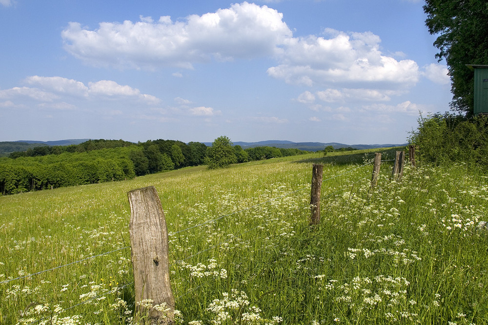 Münsterländer Sommer