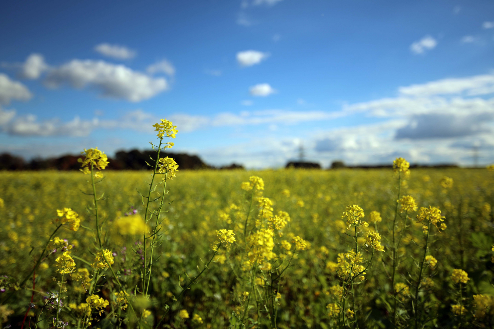 Münsterland Foto & Bild oktober, blau, himmel Bilder auf