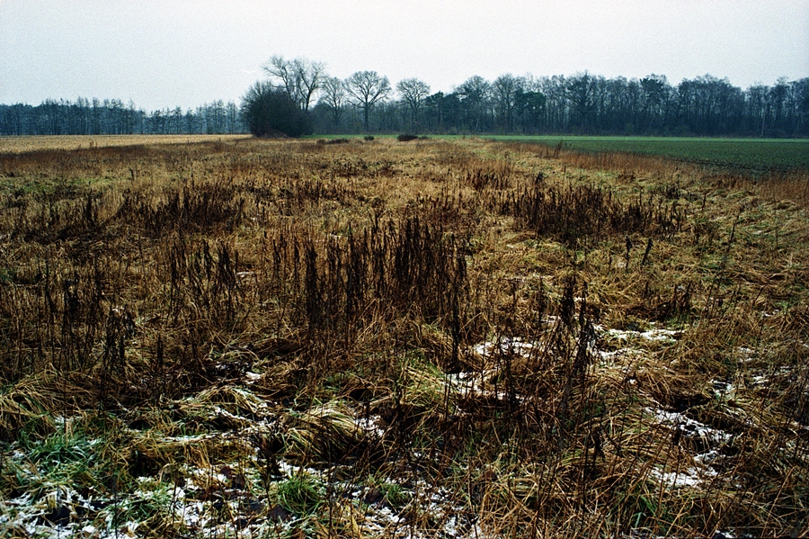 Münsterland