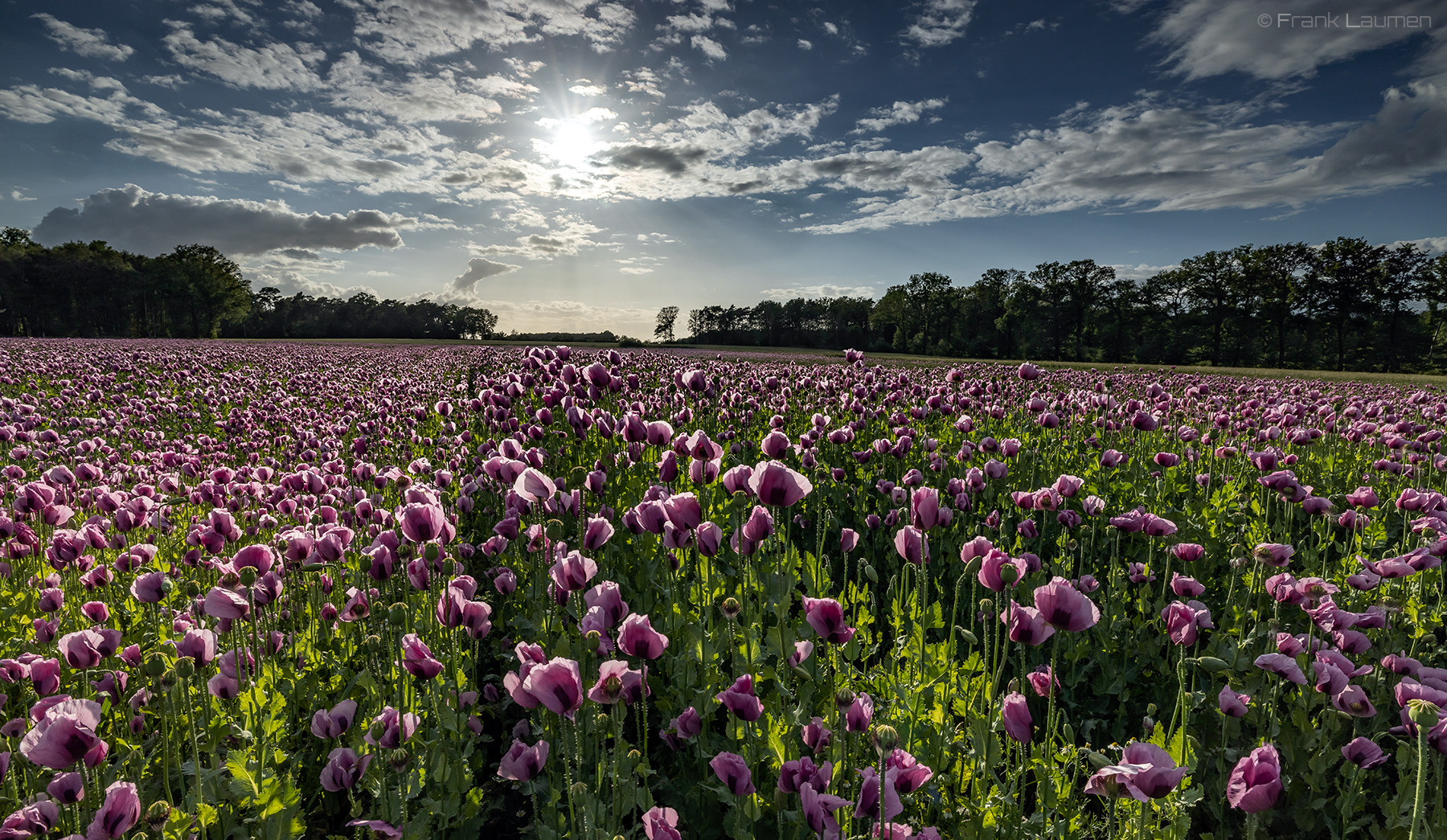 Münsterland