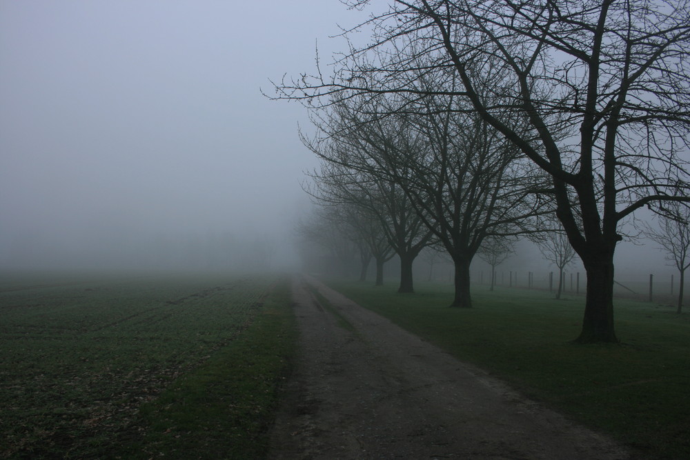 Münsterland im Nebel 01