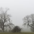 Münsterland im Nebel 2