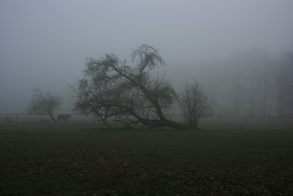 Münsterland im Nebel