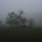 Münsterland im Nebel