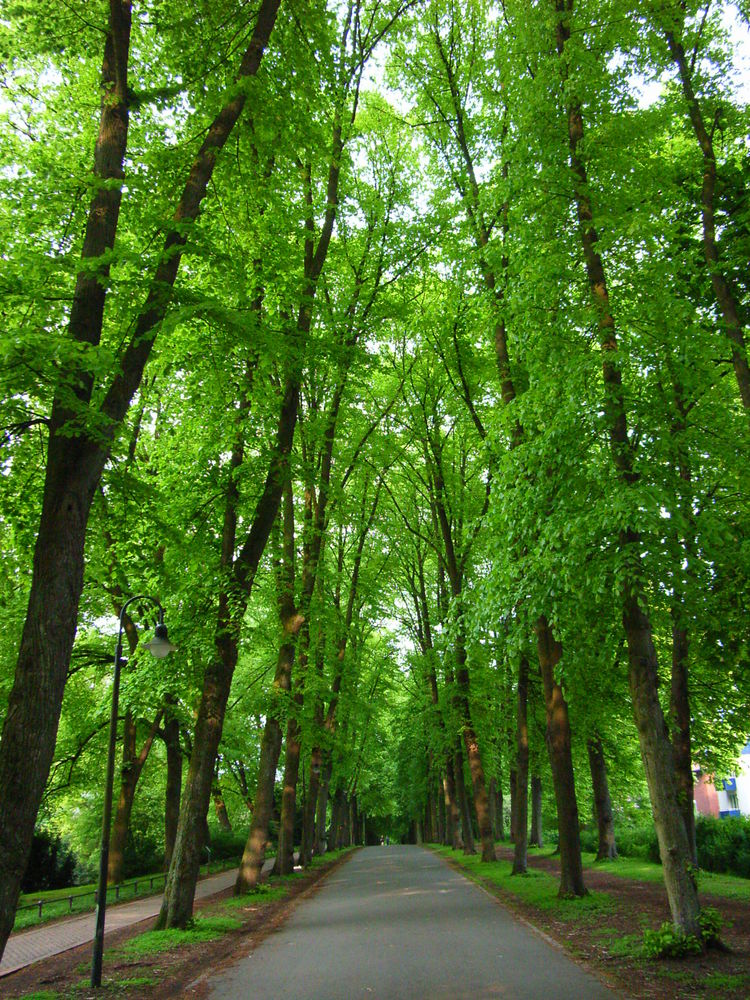 Münstersche Promenade im Mai 2010