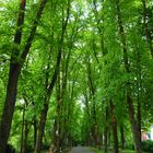 Münstersche Promenade im Mai 2010