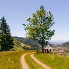 Münstertal/Schwarzwald