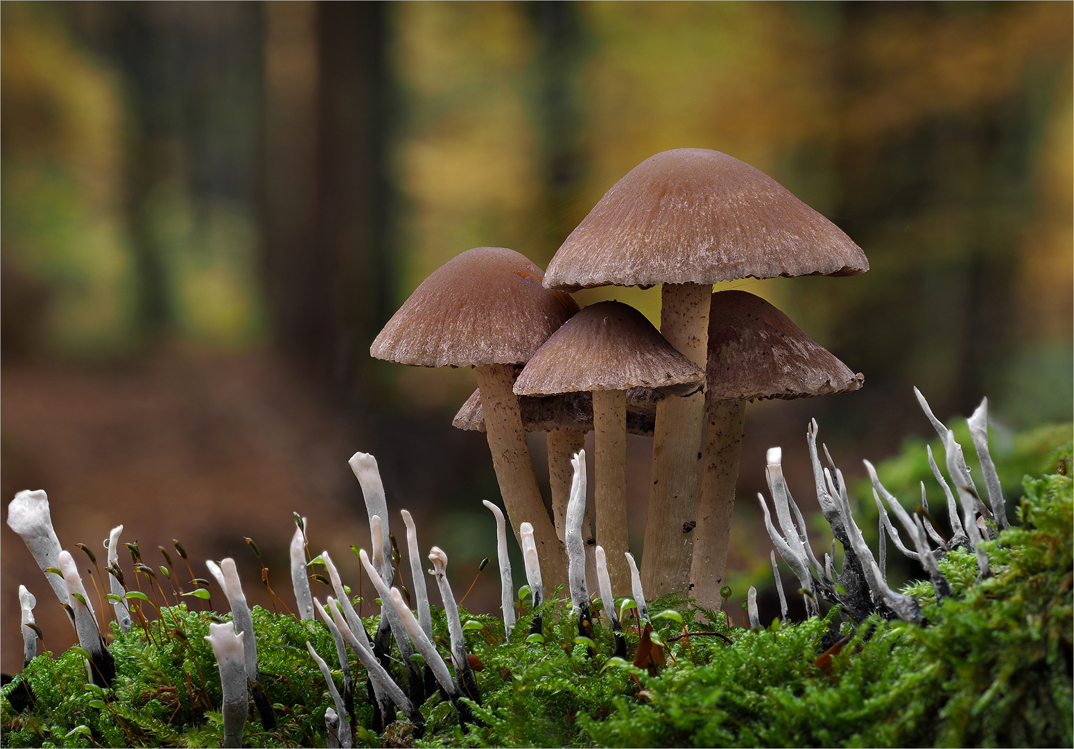 Mürblinge und Geweihförmige Holzkeulen