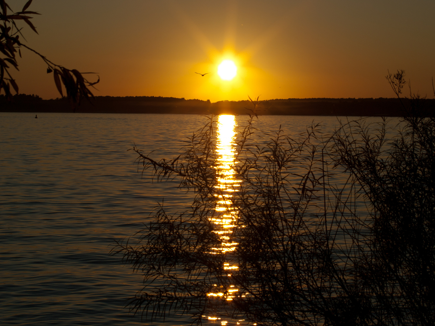 Müritz