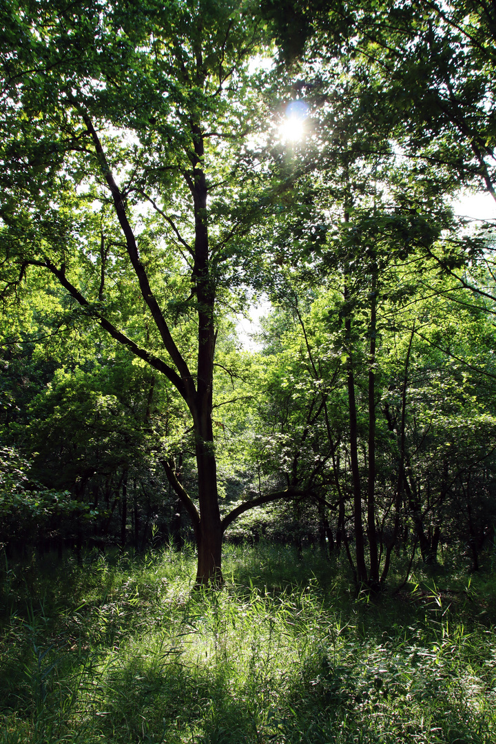 Müritz Nationalpark