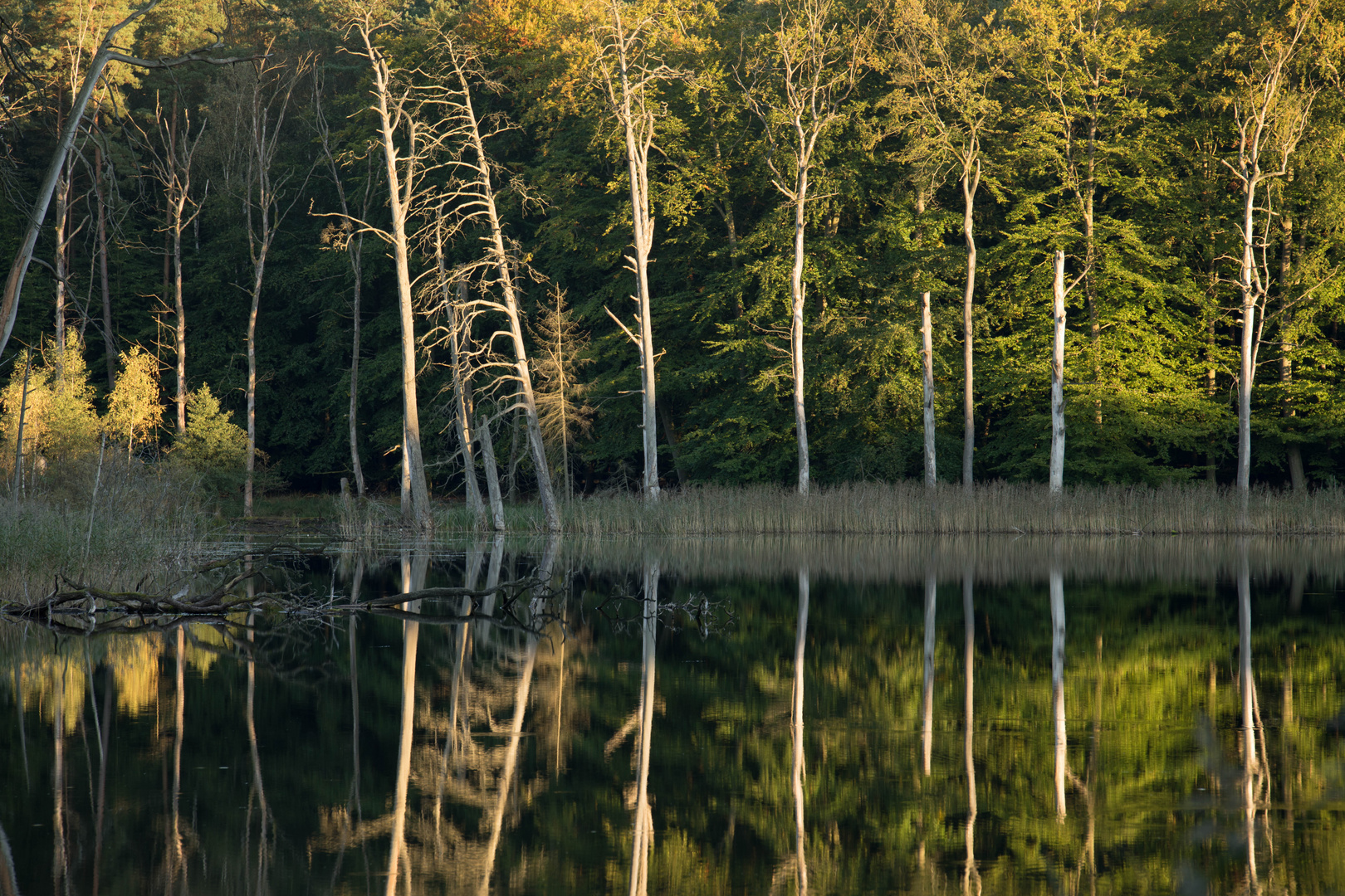 Müritz-Nationalpark 2