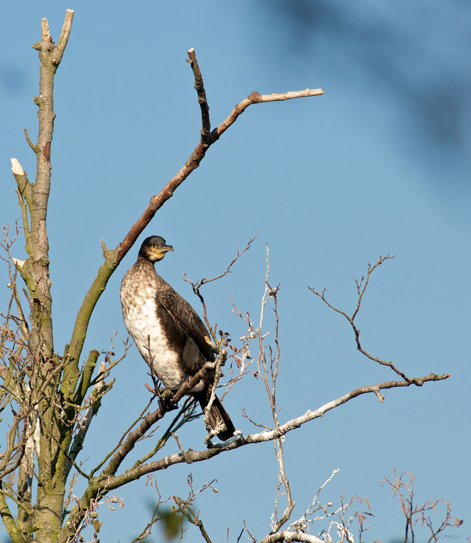 Müritz Nationalpark