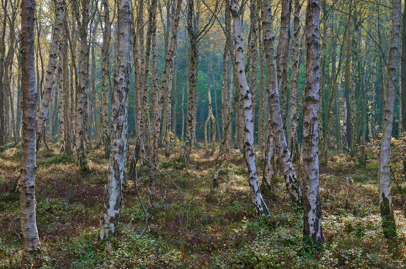 Müritz Nationalpark