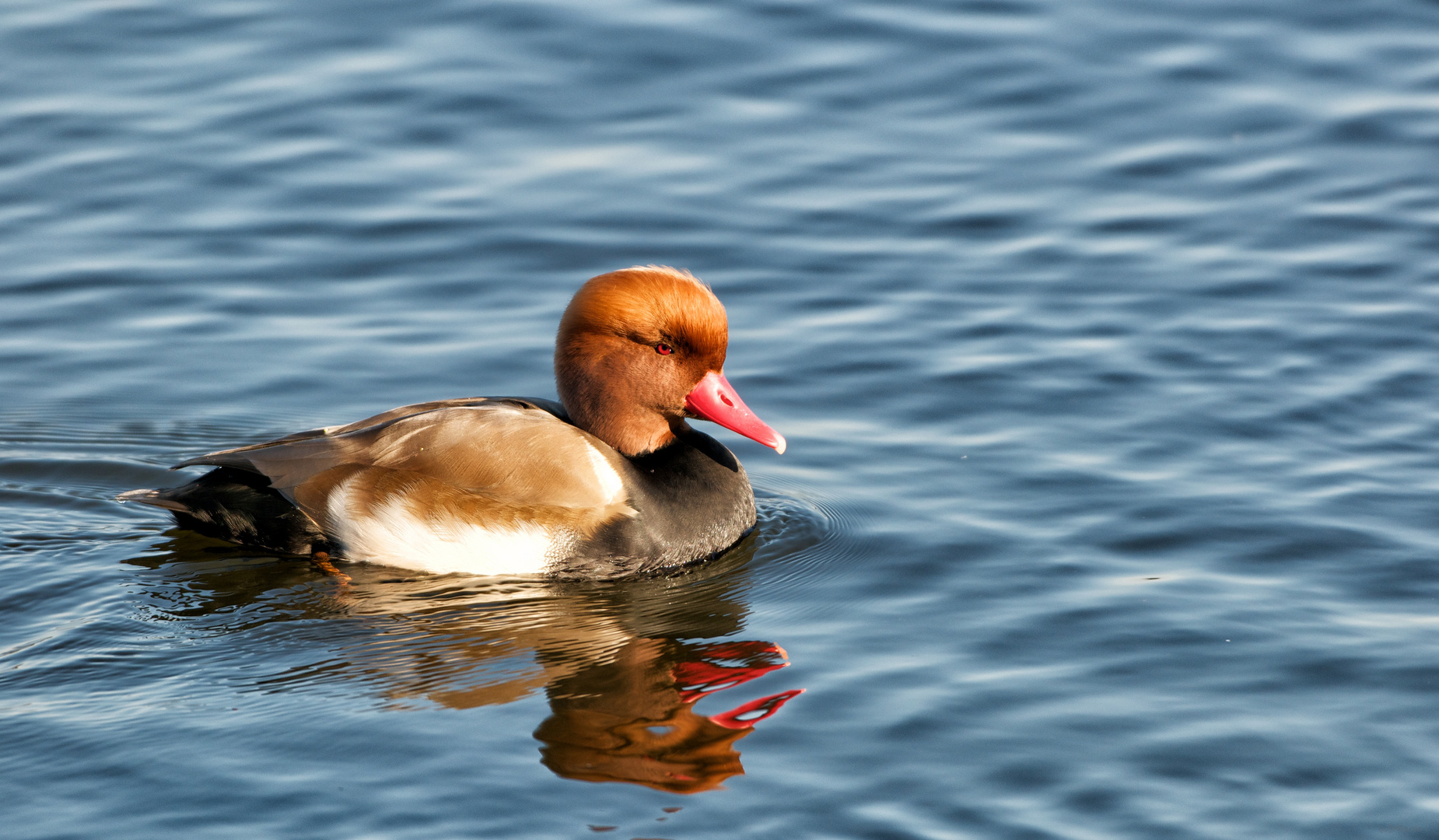 Müritz Nationalpark