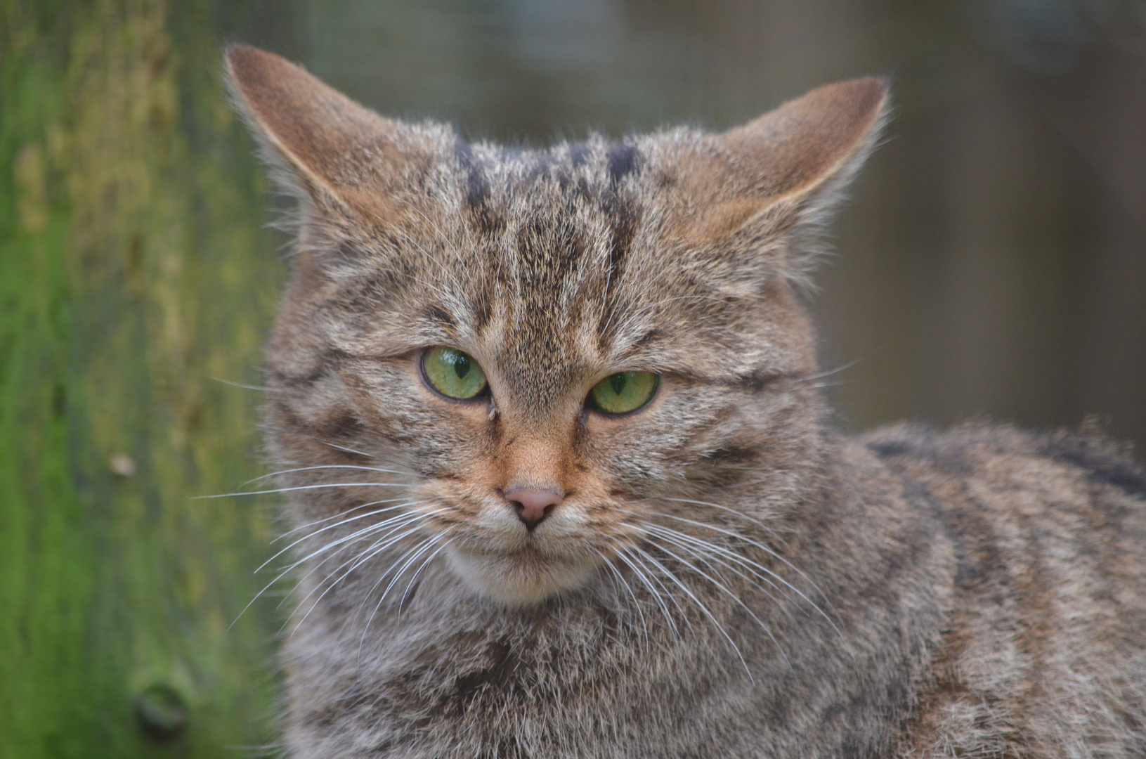 Mürrisch * Maulig* Muffelig Foto & Bild tiere, zoo, wildpark