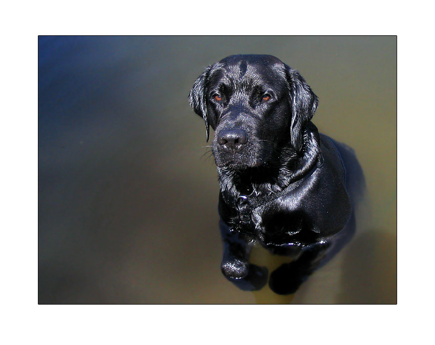 Mürrischer Hund in Wasser