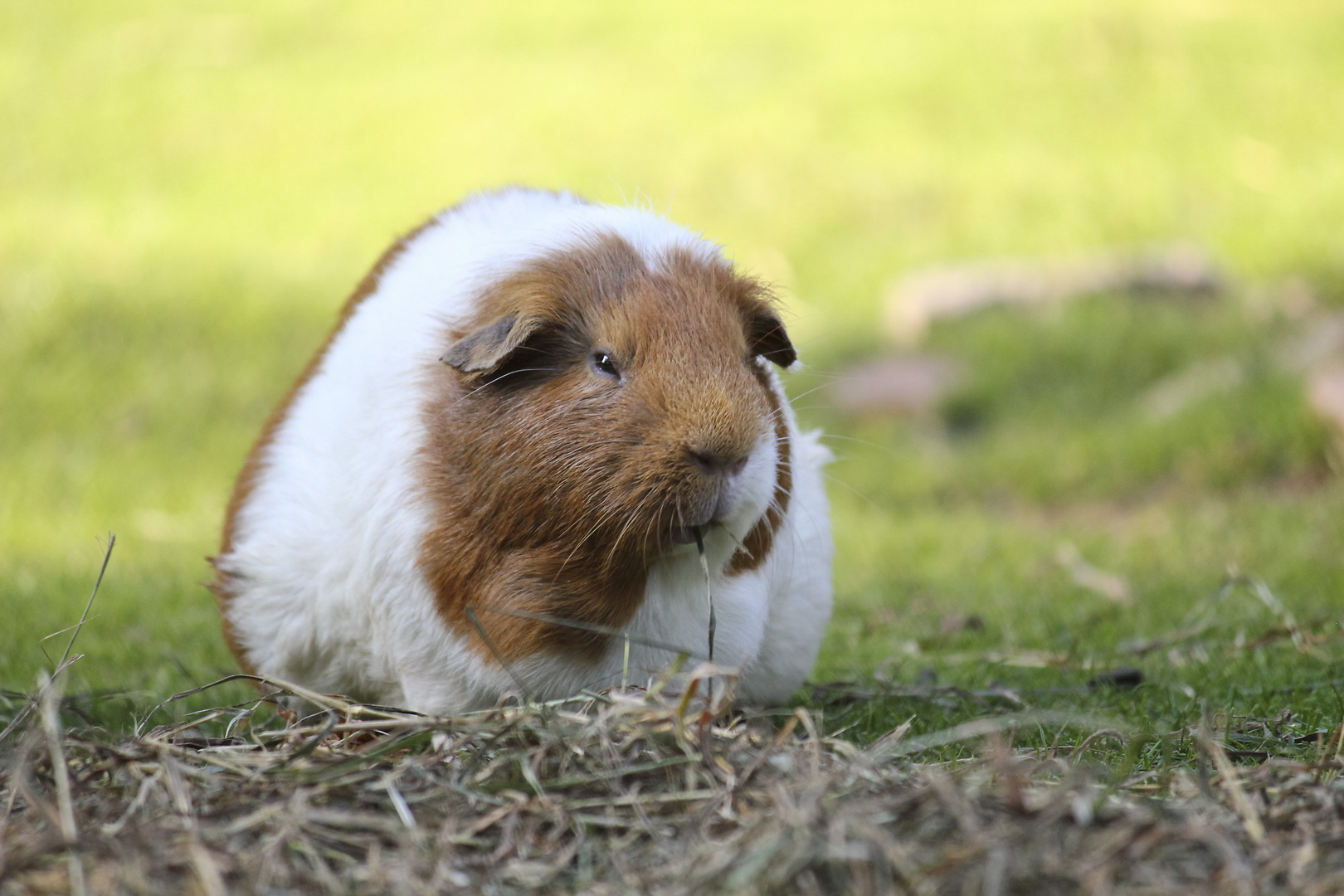 mürrisches Schwein