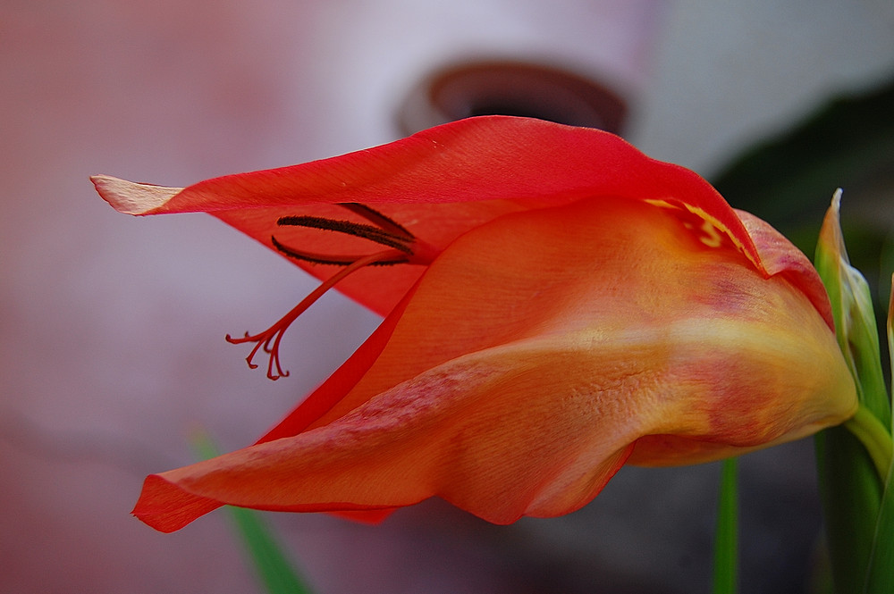 MUERTE FLOR DE UN DIA