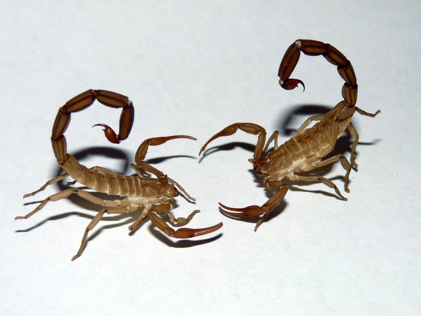 Mues de scorpions