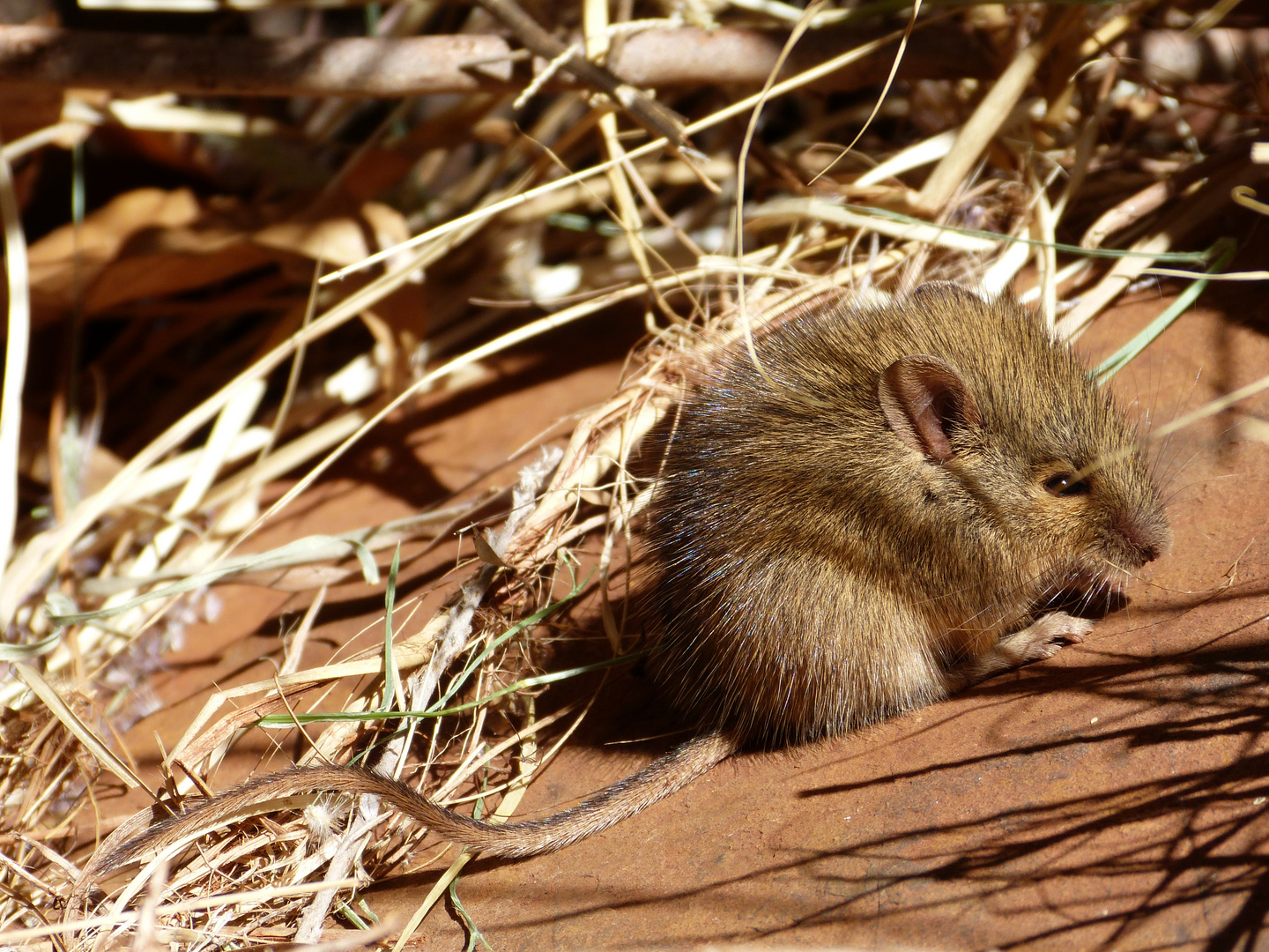 Müsle in Australien