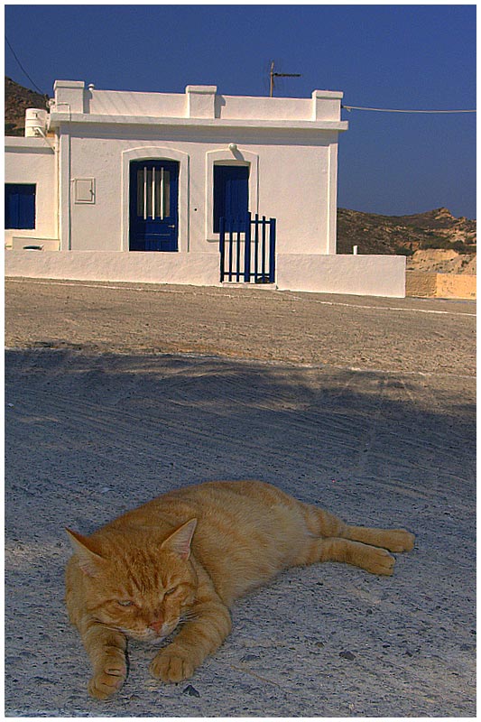 Müßiges Katzenleben in Mandrakia/Milos