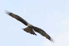 ... müsste ein Bussard sein