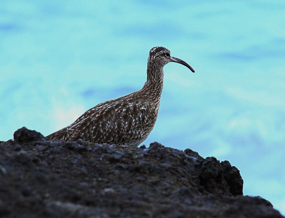 Müßte ein Regenbrachvogel sein