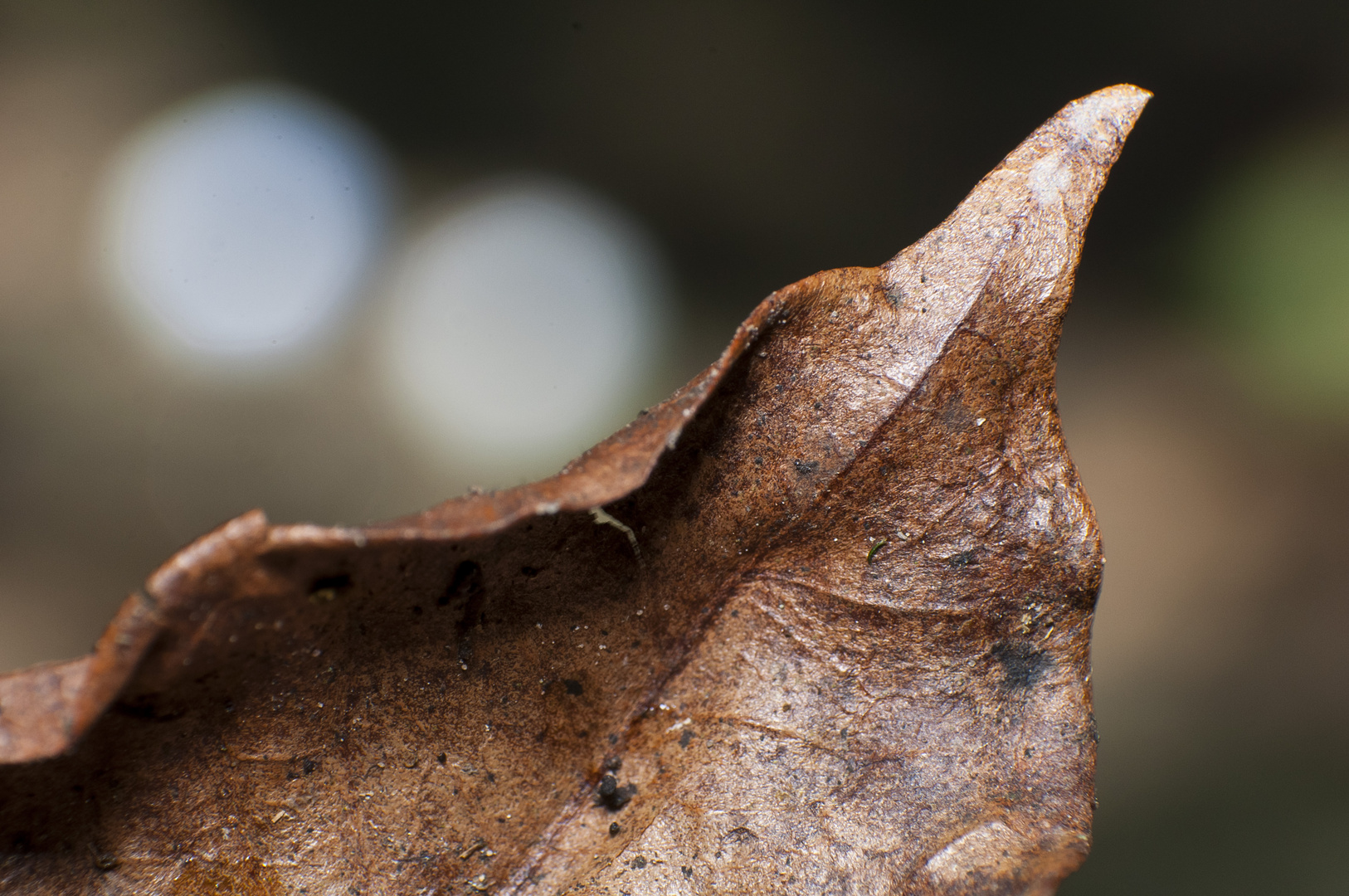 Muestra de Otoño