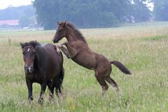 "Mütter" müßen schon was "ertragen".......