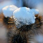 Mützchen aus Schnee & Eis