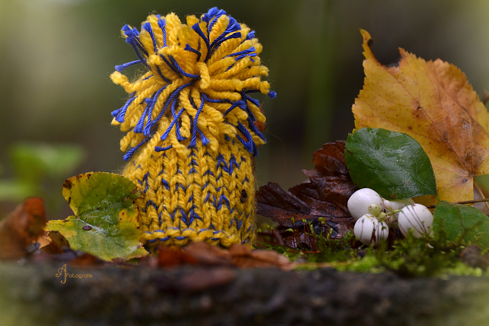 Mützchen im Wald