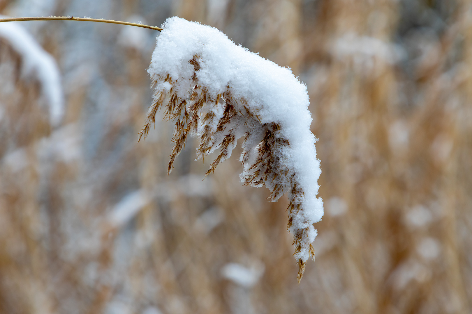 Mütze Schnee