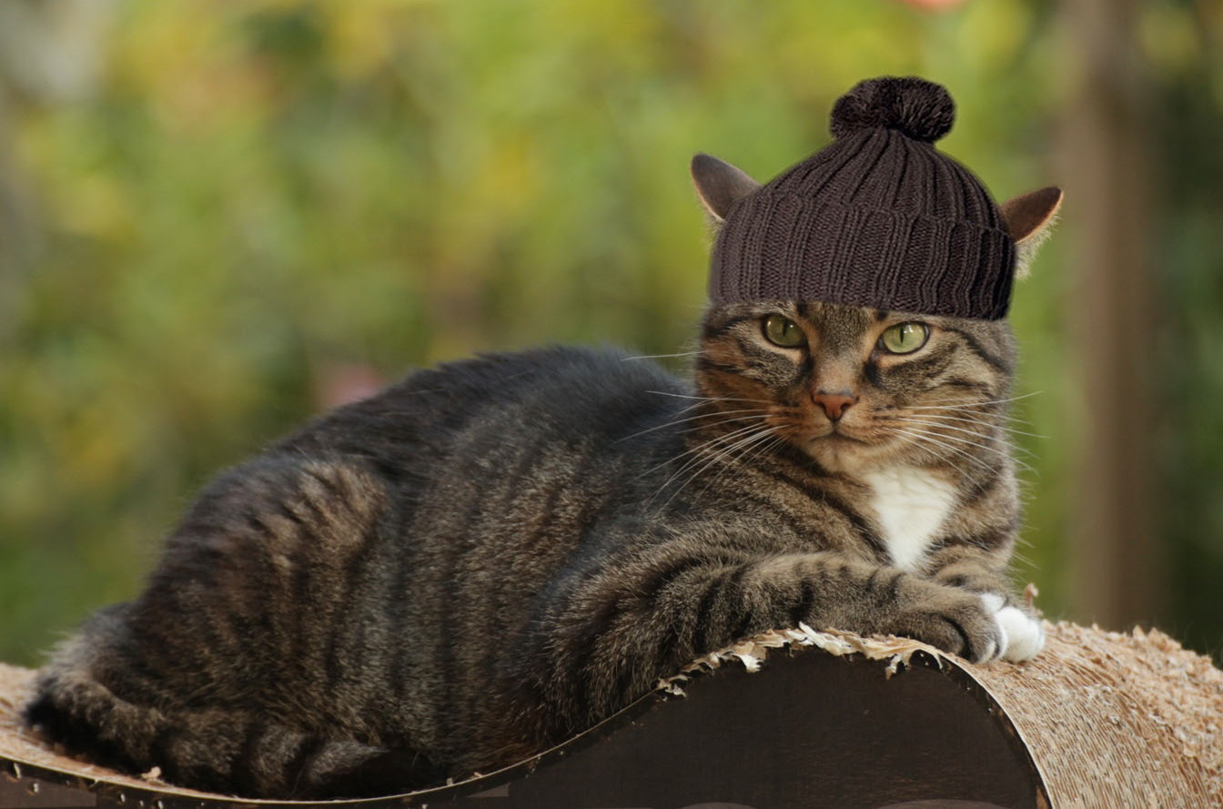 Mutzen Kasper Foto Bild Fun Natur Katze Bilder Auf Fotocommunity