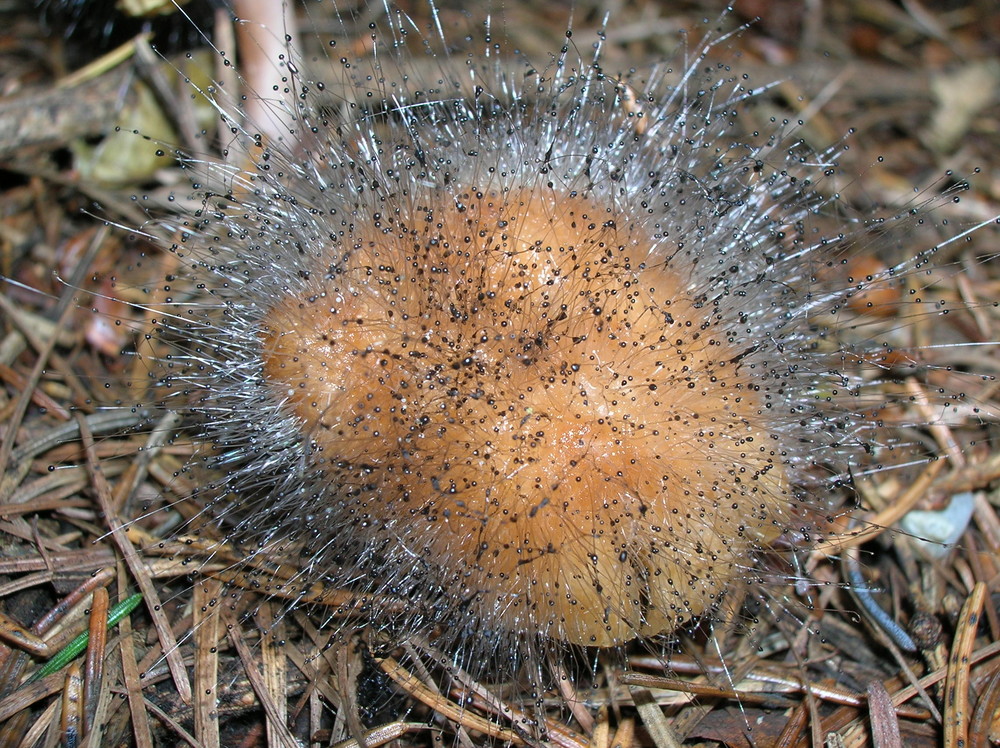 Muffa Su Fungo Foto Immagini Piante Fiori E Funghi Natura Foto Su Fotocommunity