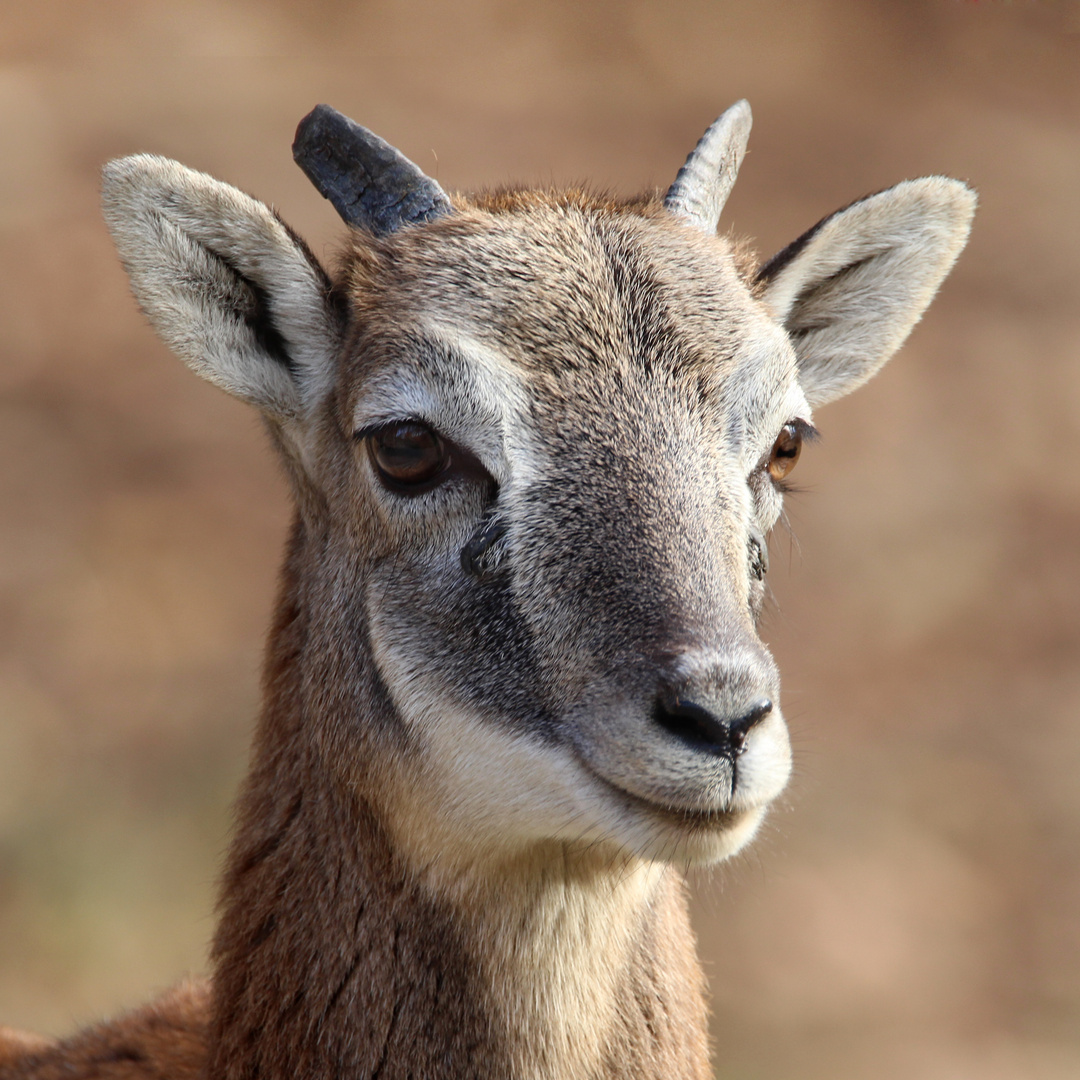 Muffelchen