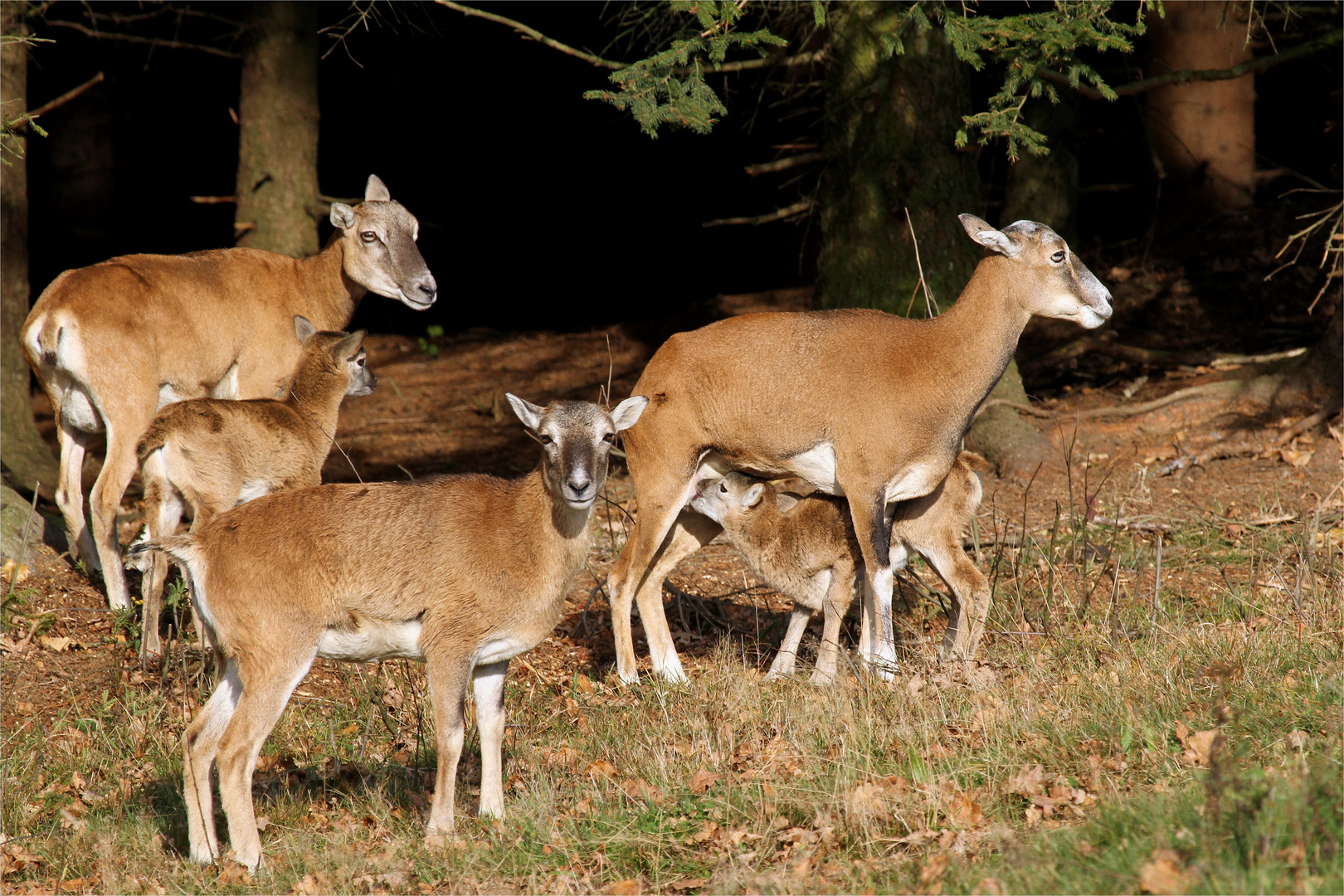 "Muffelchen" hat Hunger - Nachwuchs bei den wilden Mufflons