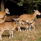 "Muffelchen" hat Hunger - Nachwuchs bei den wilden Mufflons