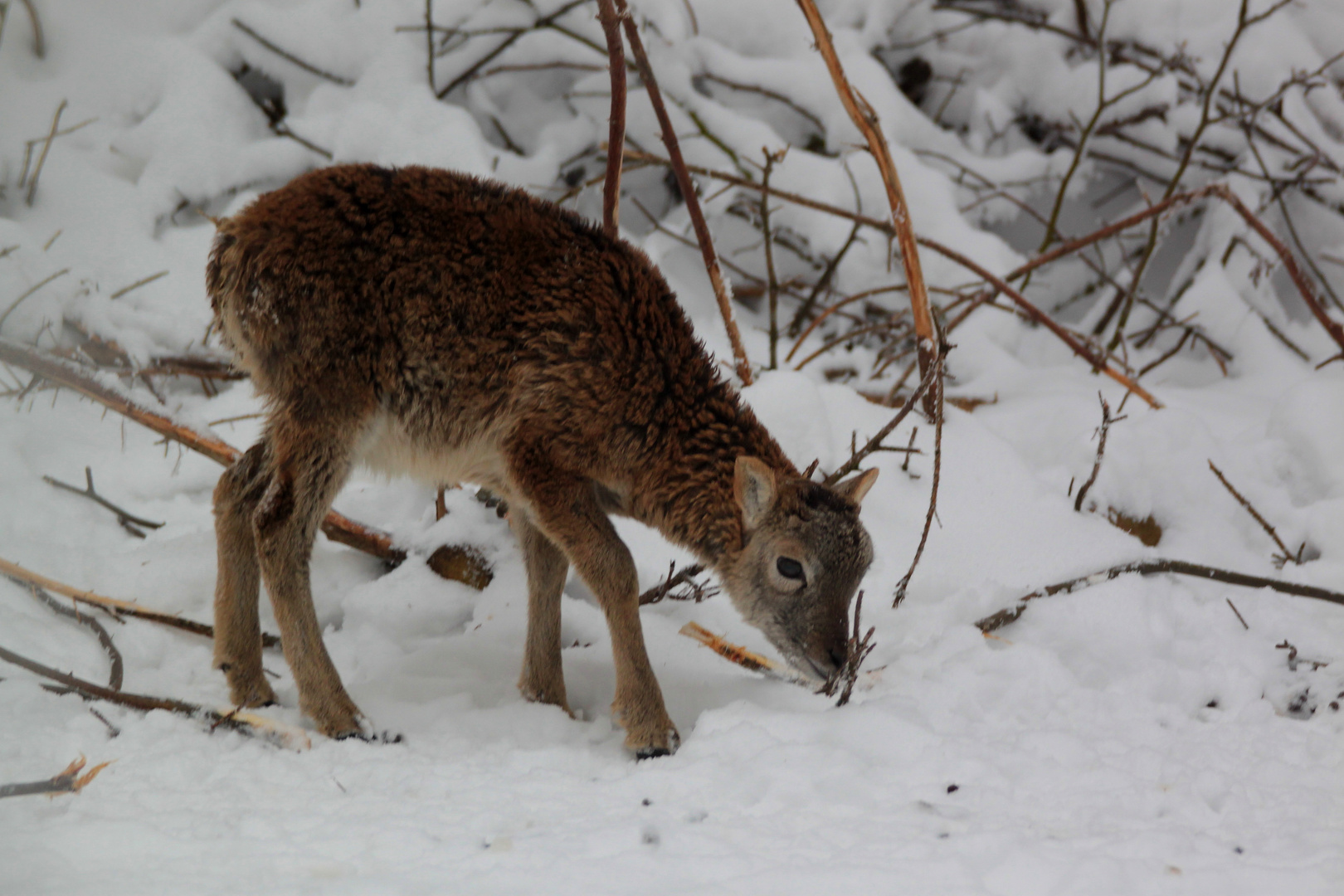 Muffellamm im Tierpark Hexentanzplatz