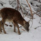 Muffellamm im Tierpark Hexentanzplatz